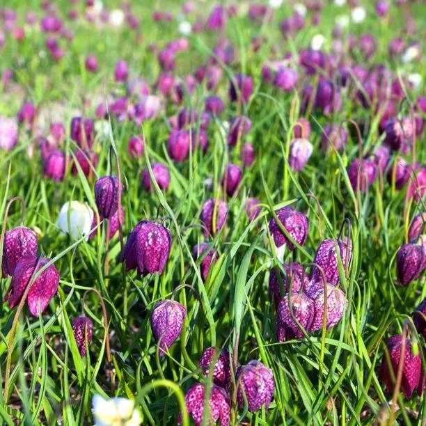 Snakes head fritillary (Fritillaria Meleagris) 2